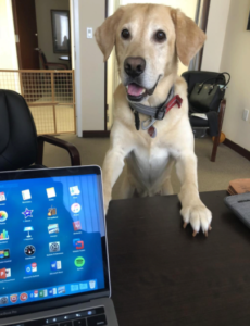 Enzo at Miami law firm